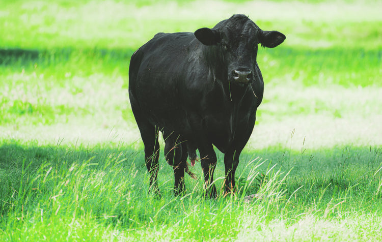 Backfield Angus & Wagyu – Backfield Angus and Wagyu